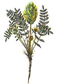 Newberry's Milkvetch