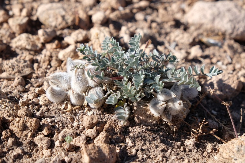 Newberry's Milkvetch photo 2