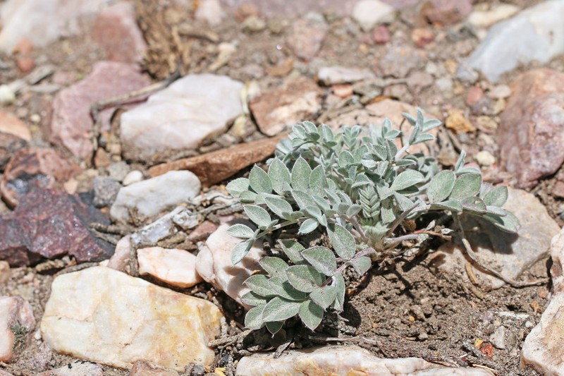 Newberry's Milkvetch photo 3