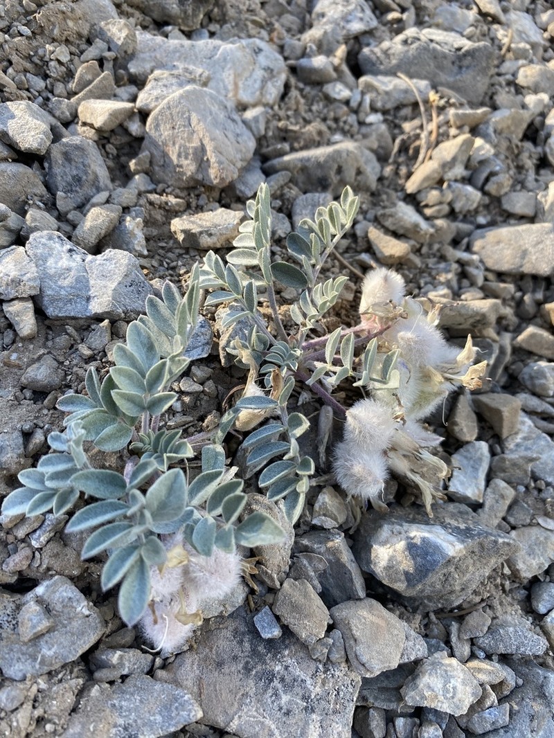 Newberry's Milkvetch photo 4