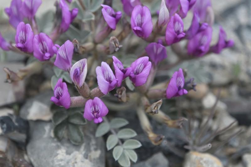 Newberry's Milkvetch photo 5