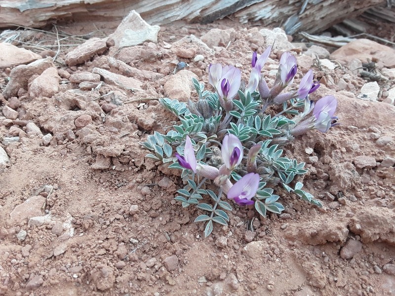 Newberry's Milkvetch photo 6
