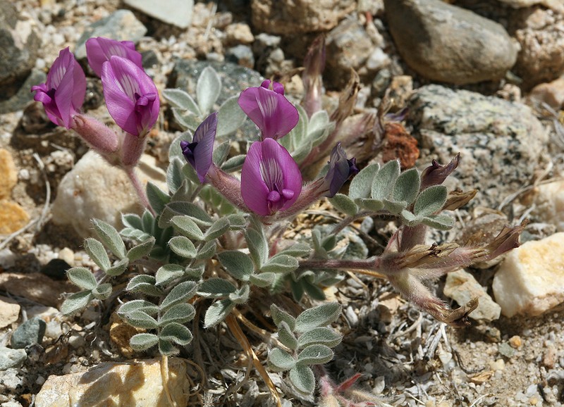 Newberry's Milkvetch photo 7