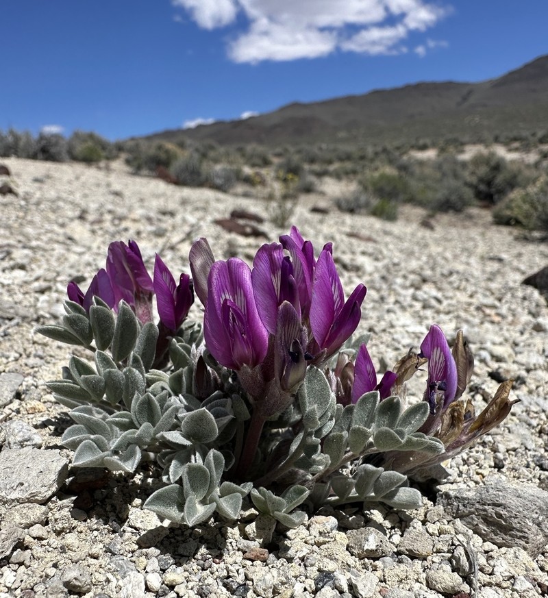 Newberry's Milkvetch photo 8