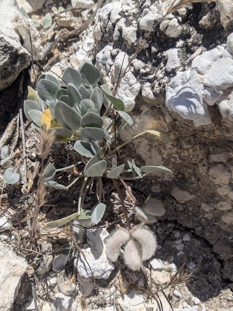 Astragalus newberryi var. aquarii