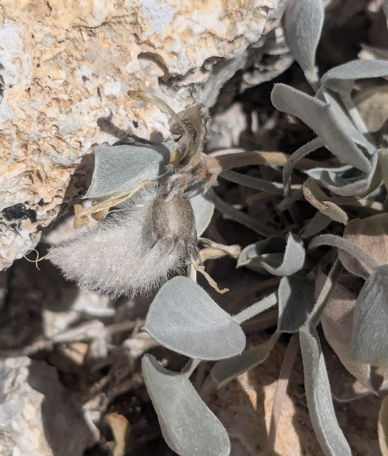 Astragalus newberryi var. aquarii photo 2