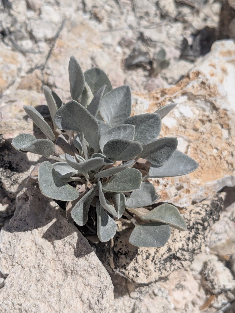 Astragalus newberryi var. aquarii photo 3