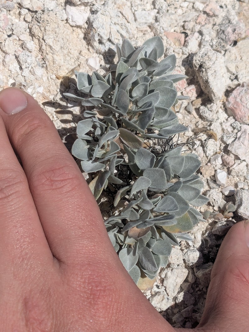 Astragalus newberryi var. aquarii photo 4