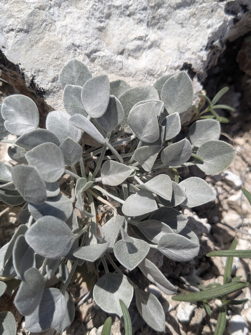 Astragalus newberryi var. aquarii photo 5