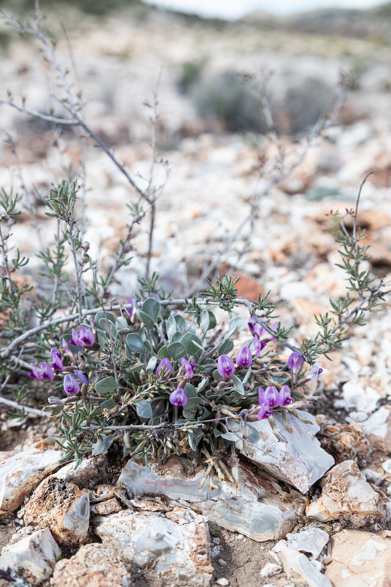 Astragalus newberryi var. aquarii photo 6