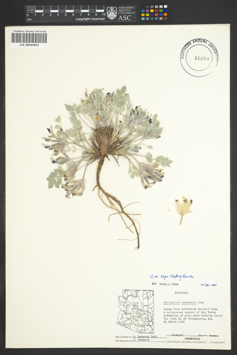 Astragalus newberryi var. blyae