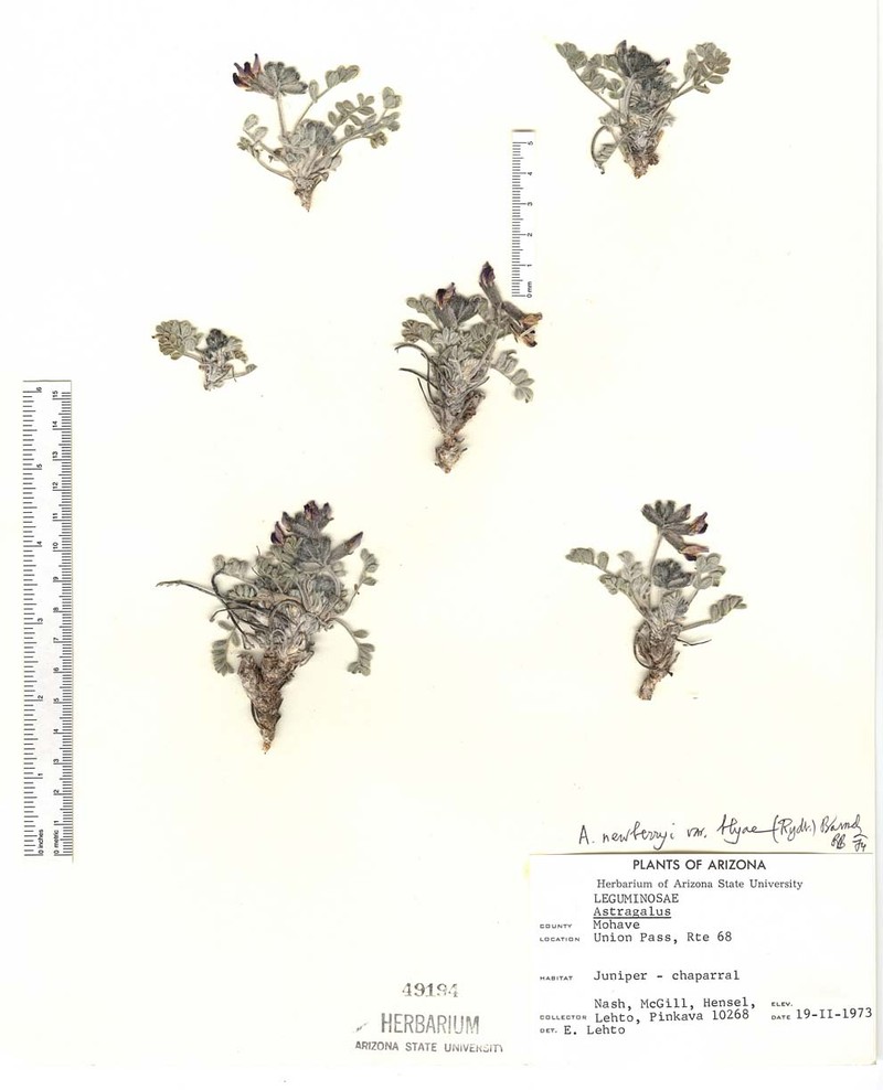Astragalus newberryi var. blyae photo 2