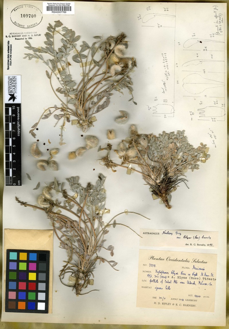 Astragalus newberryi var. blyae photo 3