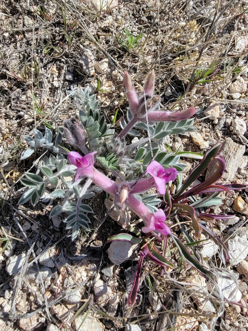 Astragalus newberryi var. castoreus