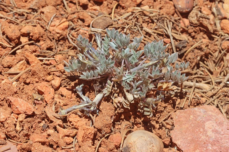 Astragalus newberryi var. castoreus photo 2