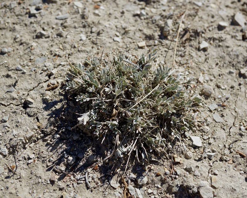 Astragalus newberryi var. castoreus photo 3
