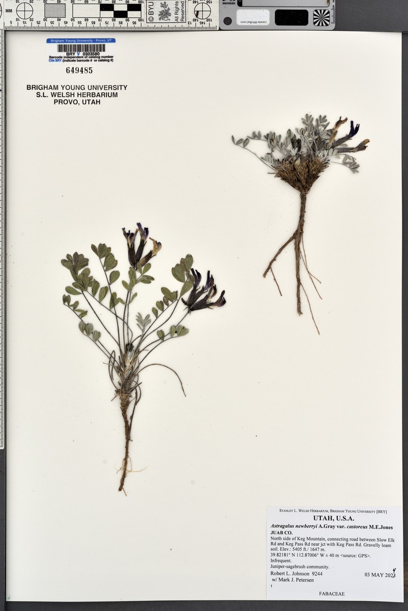 Astragalus newberryi var. castoreus photo 4