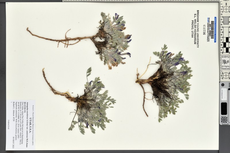Astragalus newberryi var. castoreus photo 5