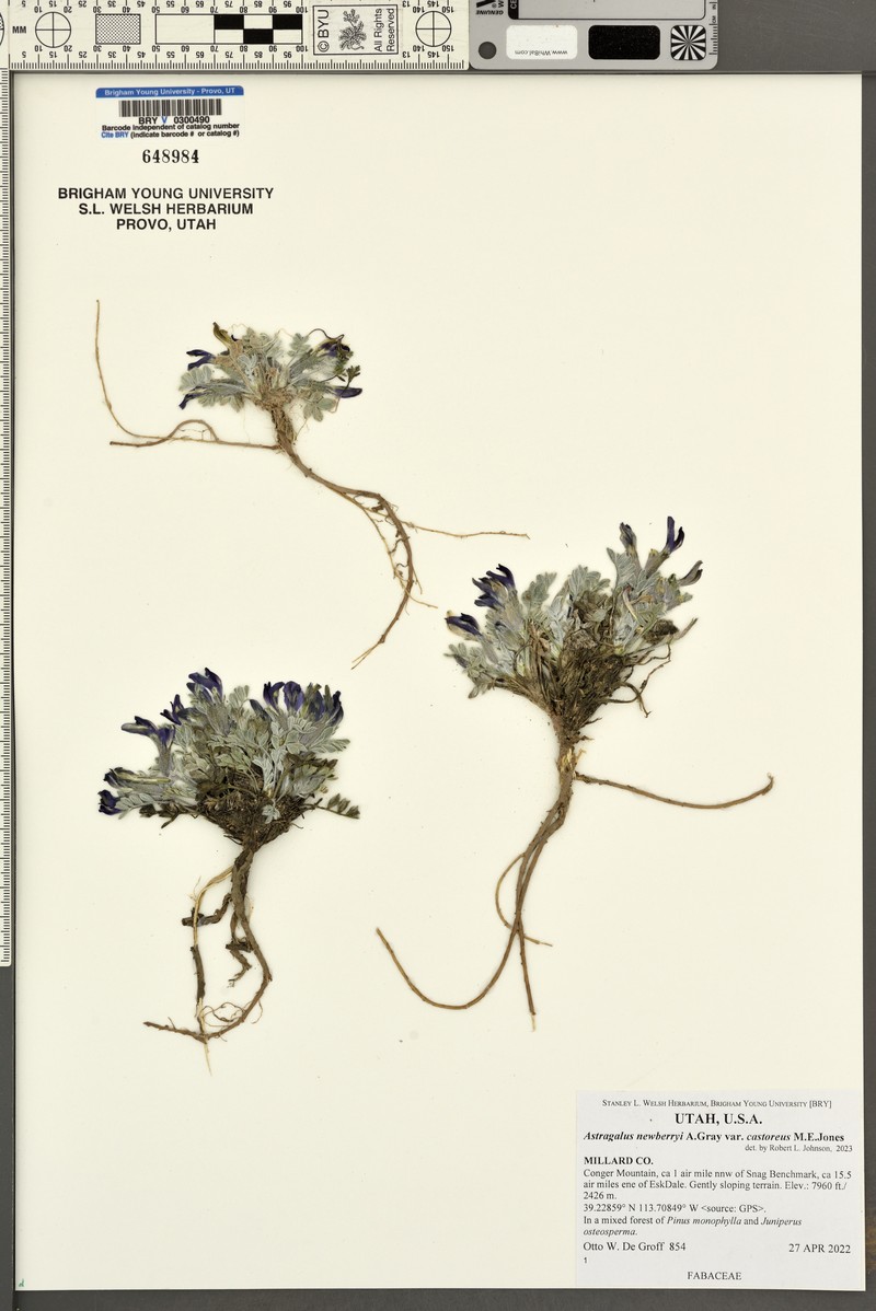 Astragalus newberryi var. castoreus photo 6
