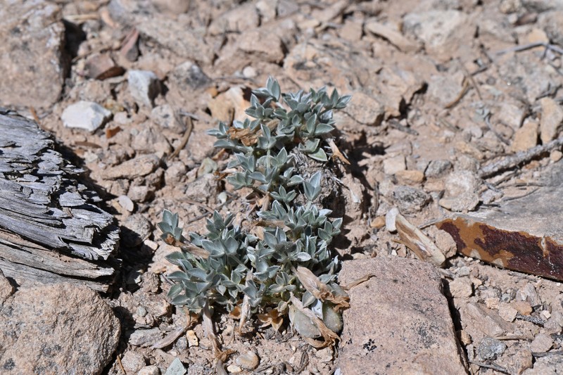 Astragalus newberryi var. newberryi