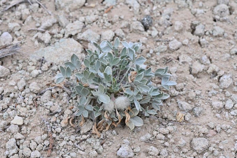 Astragalus newberryi var. newberryi photo 2