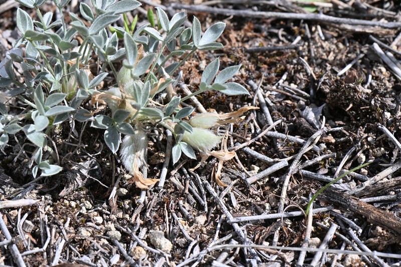 Astragalus newberryi var. newberryi photo 3