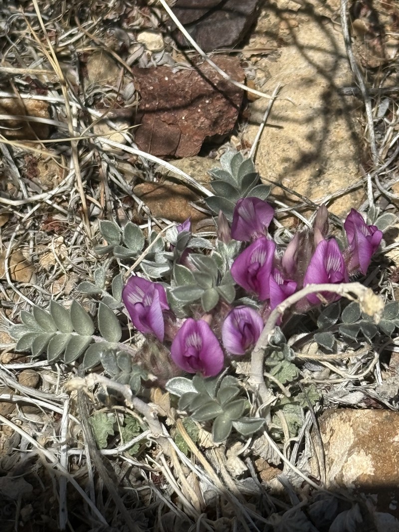 Astragalus newberryi var. newberryi photo 4