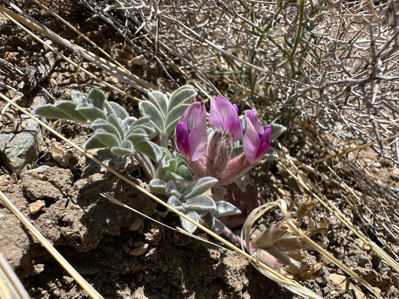 Astragalus newberryi var. newberryi photo 5