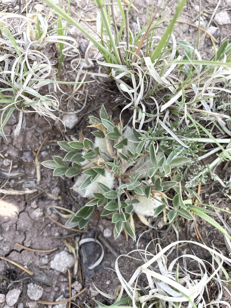 Astragalus newberryi var. newberryi photo 6