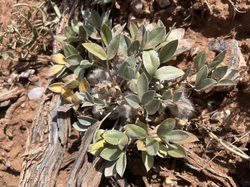 Astragalus newberryi var. newberryi photo 7