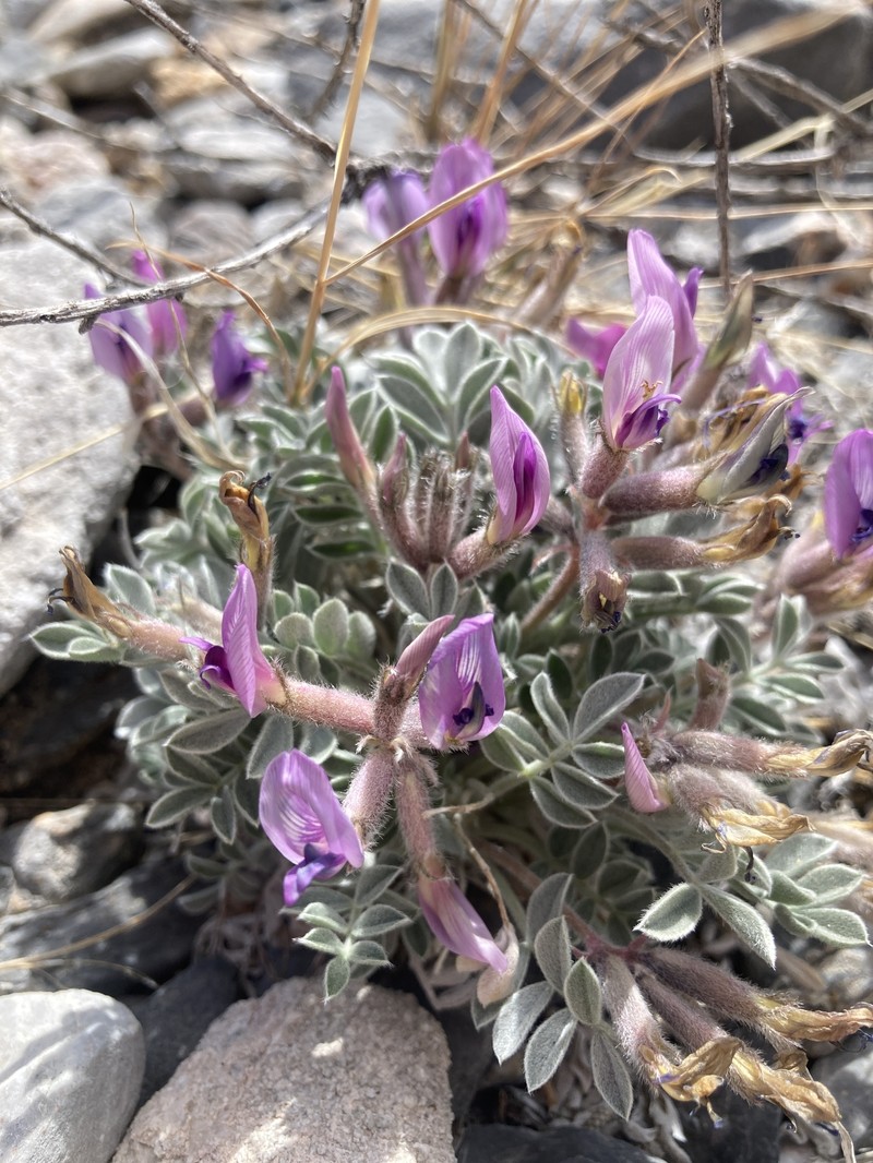 Astragalus newberryi var. newberryi photo 8