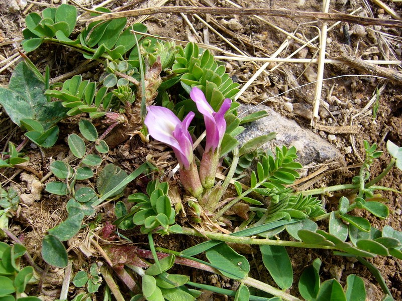 Astragalus nezaketiae