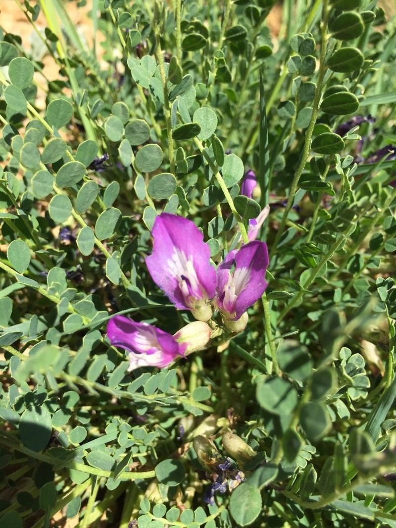 Astragalus nezaketiae photo 2