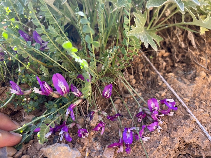 Astragalus nezaketiae photo 3