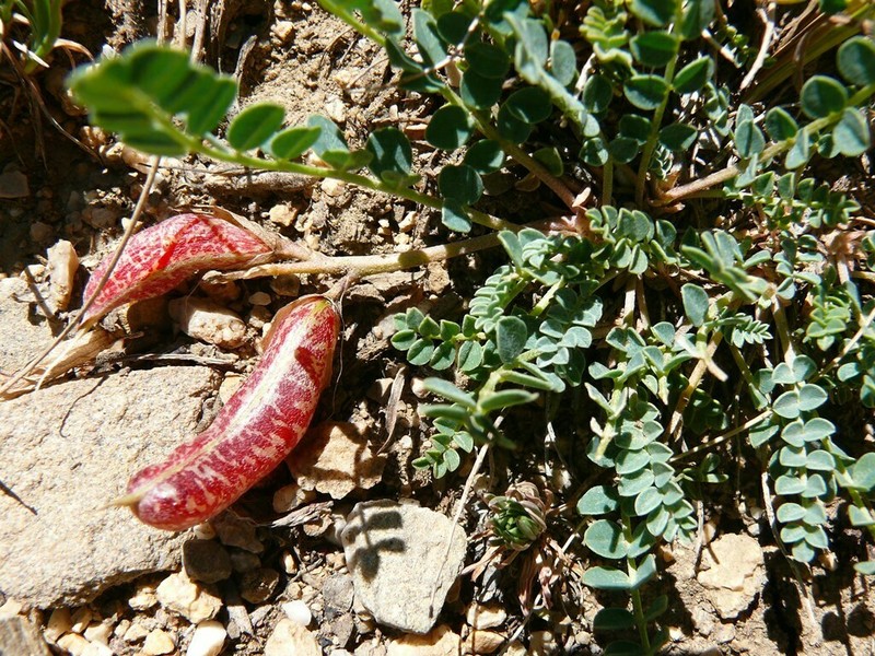 Astragalus nezaketiae photo 4