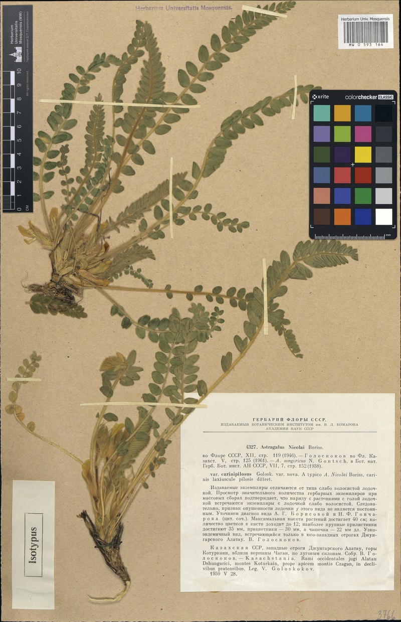 Astragalus nicolaii