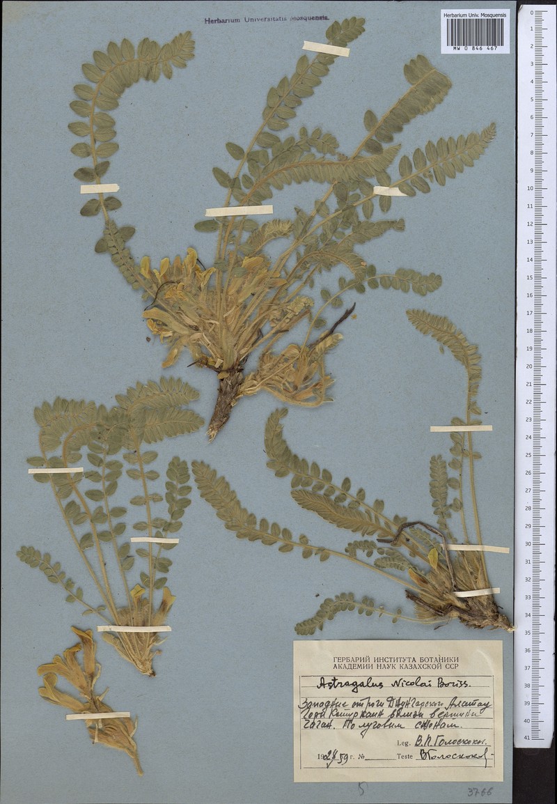 Astragalus nicolaii photo 2