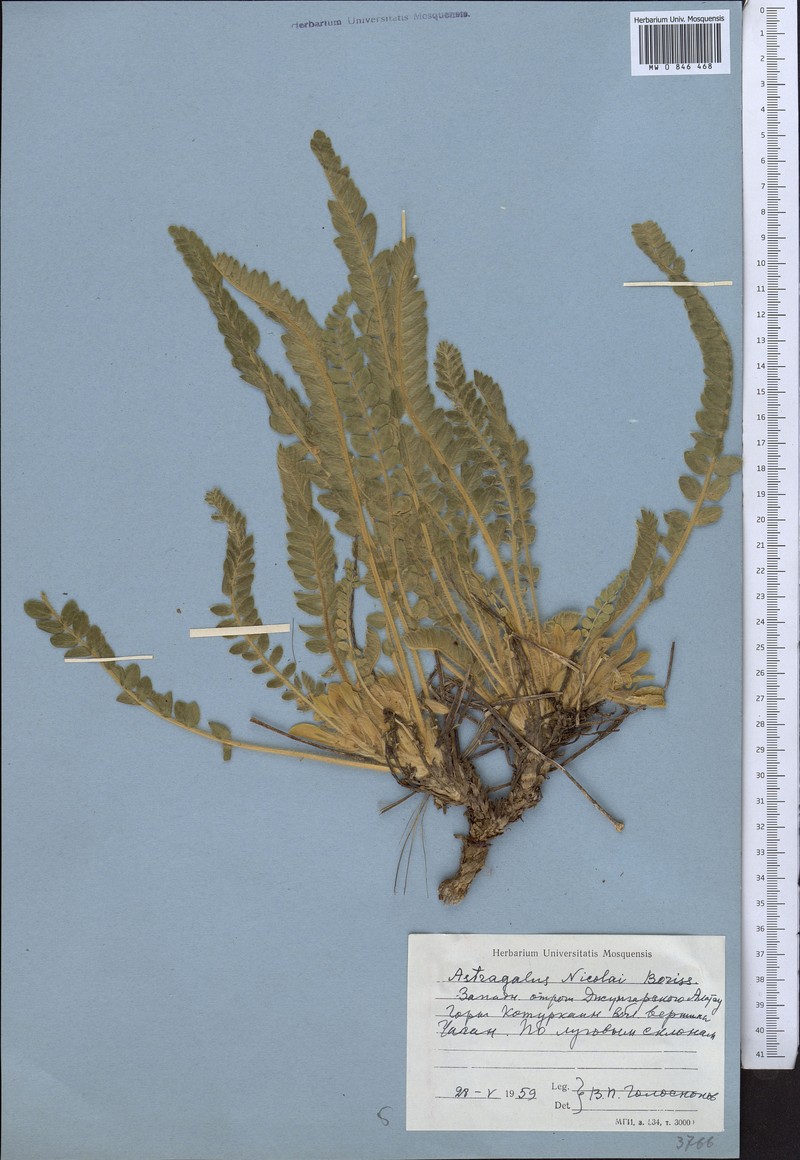 Astragalus nicolaii photo 3