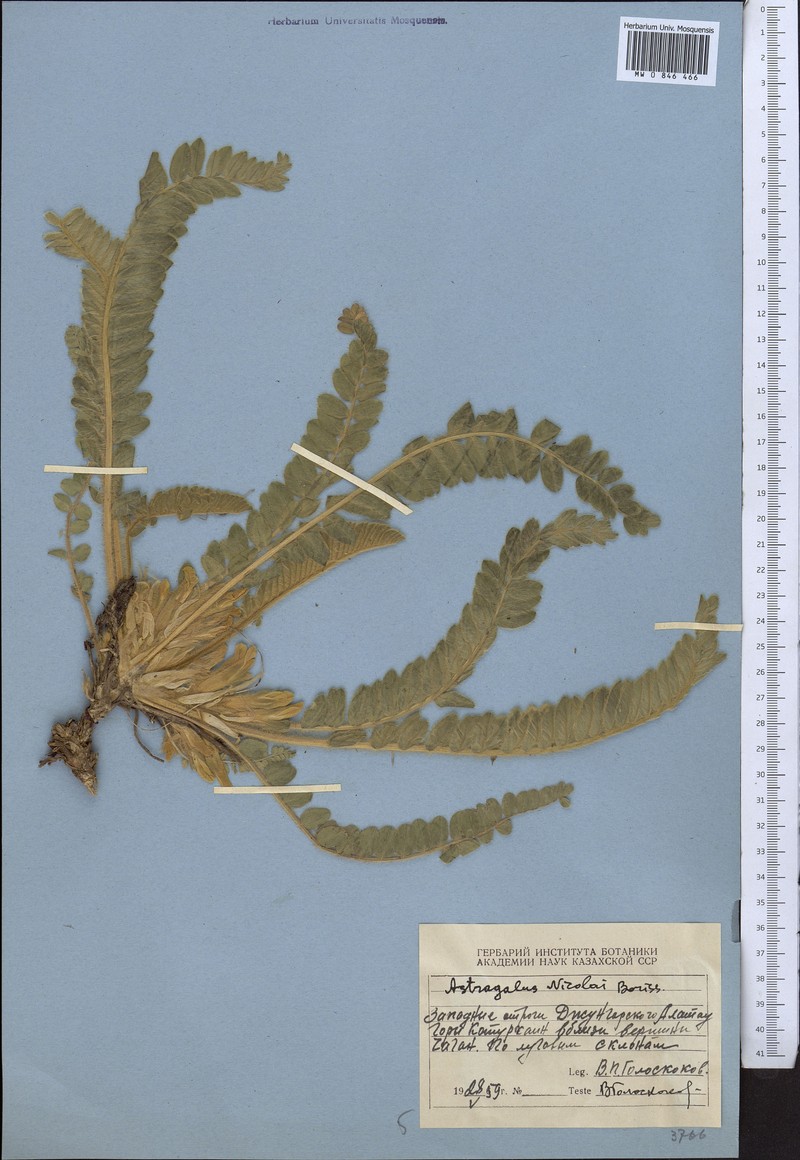 Astragalus nicolaii photo 4