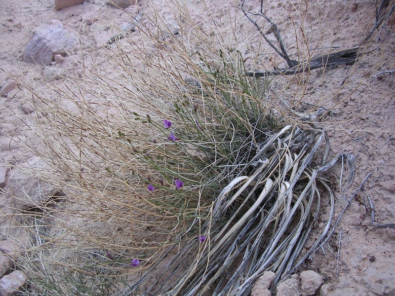 Birdnest Milkvetch