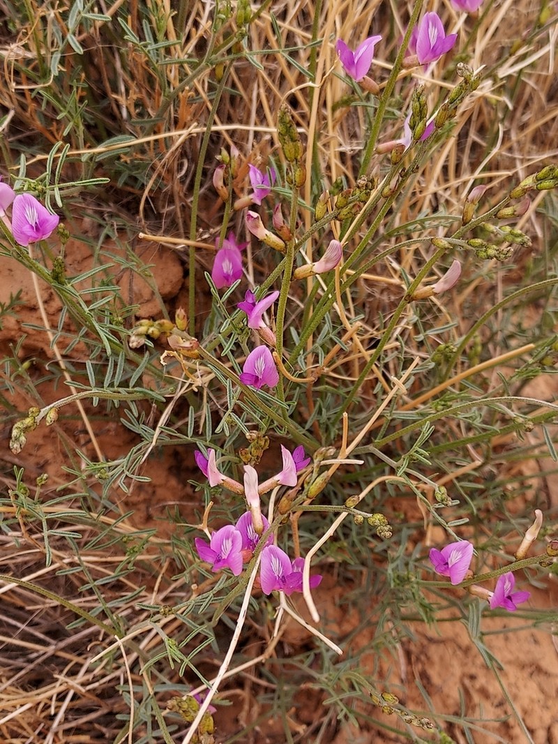 Birdnest Milkvetch photo 2