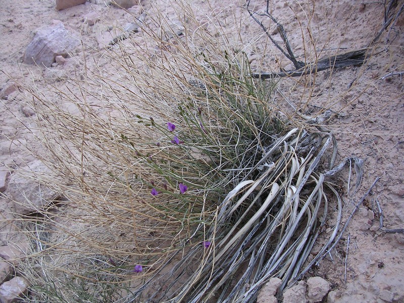 Birdnest Milkvetch photo 4