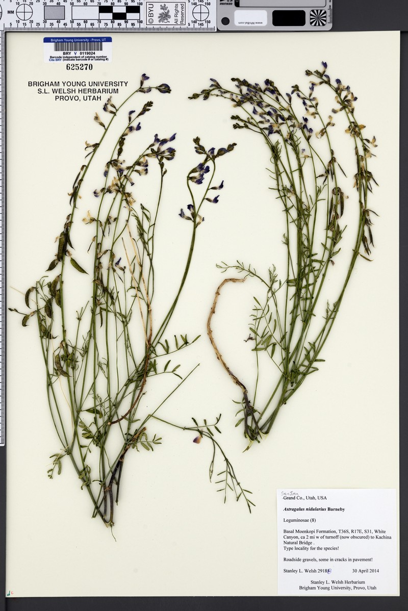 Birdnest Milkvetch photo 5
