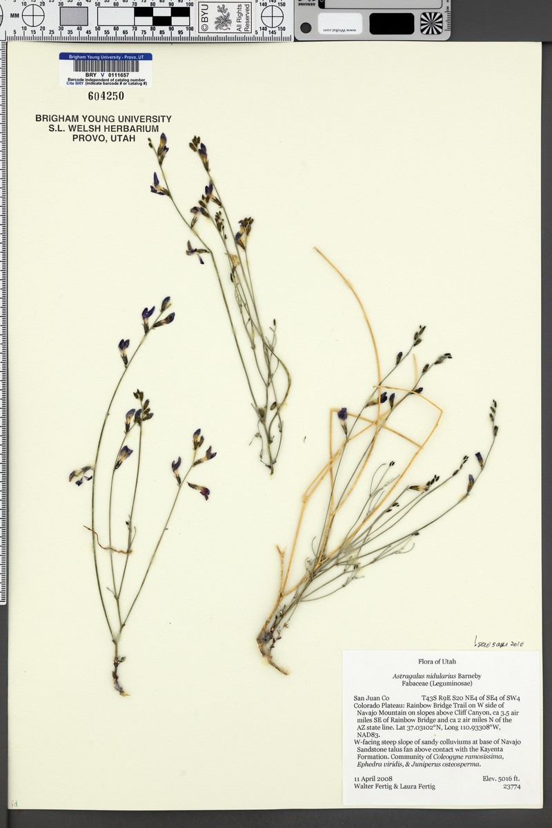 Birdnest Milkvetch photo 6