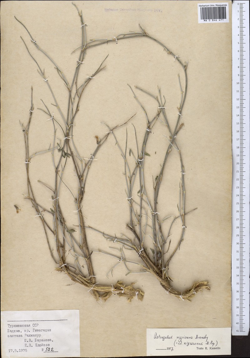 Astragalus nigricans