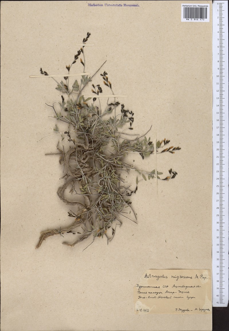 Astragalus nigricans photo 2