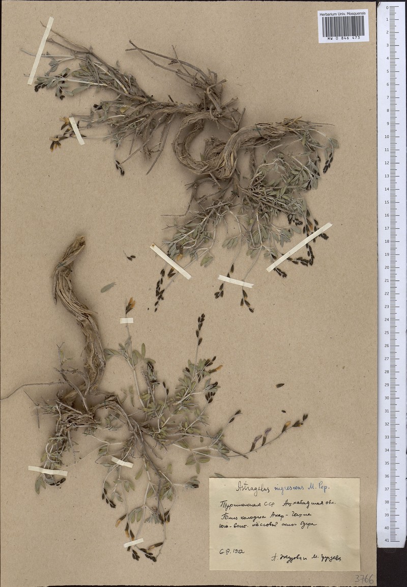 Astragalus nigricans photo 3