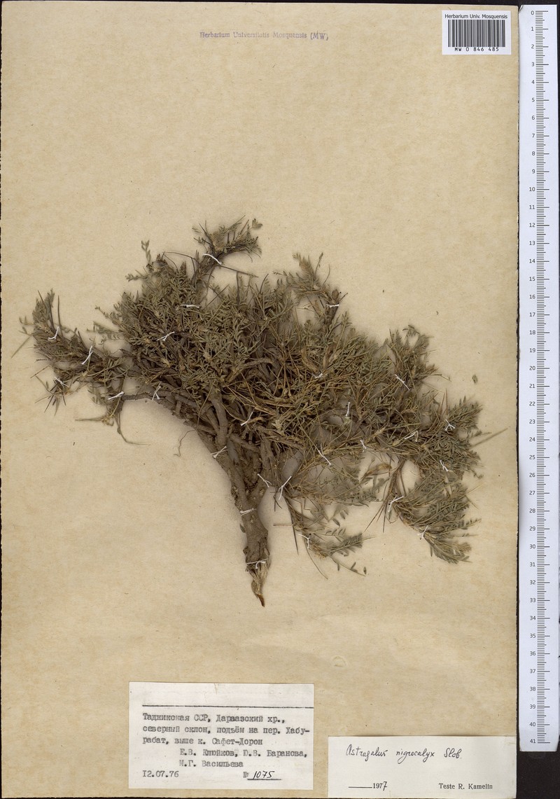 Astragalus nigrocalyx