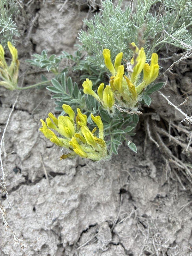 Astragalus nikitinae photo 2
