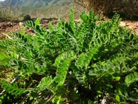Astragalus nitidiflorus